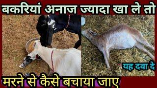 बकरी अनाज ज्यादा खा ले तो मरने से कैसे बचाएं?Bakri PalanGoat Farming