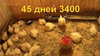 Бройлерам 45 дней  Напольное содержание цыплят