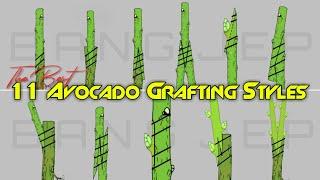 The BEST 11 Avocado Grafting Methods