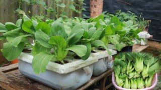 Growing Bok Choy On Water How I Grow Vegetables For My Family