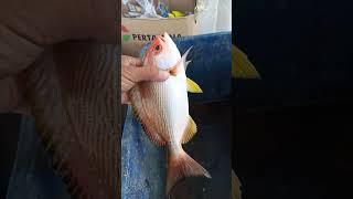 Mancing Dapat Ikan Hias Mata Merah