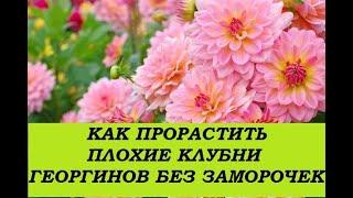 Как прорастить плохие клубни георгинов без заморочек?