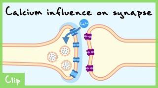 Calcium Role In Transmitter Release Explained Necessary and Sufficient  Clip