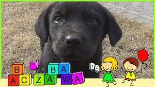 Zabawa ze szczeniakiem - mały piesek film dla dzieci - funny puppy