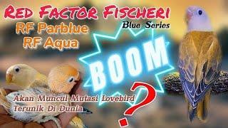 Red Factor Fischeri Pada Blue Series  RF Parblue  RF Aqua  Lovebird Red Factor  Lovebird RF