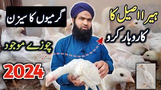 White Heera aseel hen farming 2024  Hen farming business idea  hen farming simulator at home