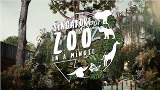 Singapore Zoo — Singapore in a Minute