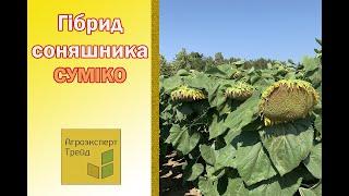 Соняшник Суміко  опис гібриду  - насіння в Україні