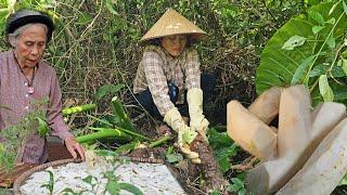 Single MotherFind Wild Taro To Cure The Police Officers Mothers DiseaseLy Tieu Hon