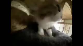 kneading cat sped up meme