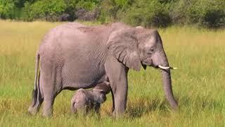 Faszination Afrika - Tiere im Okavango Delta HD Deutsch Tierdokumentation