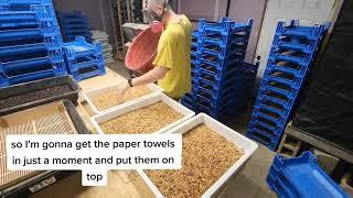 How to sift pupae in a mealworm farm - its actually really easy