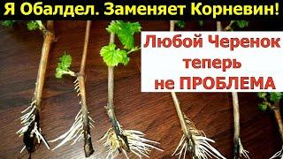 Я ОБАЛДЕЛ. ГЕНИАЛЬНО И ПРОСТО СПОСОБ УКОРЕНЕНИЯ черенков 100% рабочее средство Заменяет КОРНЕВИН