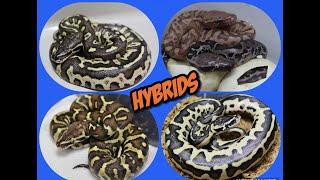 Long Awaited Update On My Python Hybrids