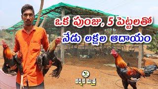 ఉద్యోగం కంటే నాటు కోళ్ల పెంపకం బాగుంది  High Profits in Asil Chicken Farming  Karshaka Mitra