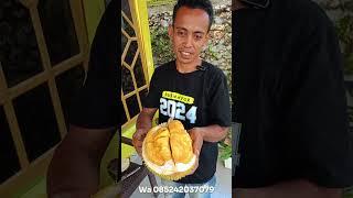 Durian Ochee Bulukumba Sulawesi Selatan#Durianochee #duriansulawesi #agroyama