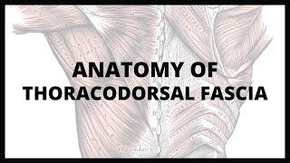 Thoraco-Lumbar Fascia  Anatomy  Inspiring Mindz Coaching #studywithIM