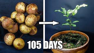 Growing Longan Fruit Tree From Seed 105 Days Time Lapse