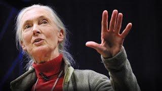 What separates us from chimpanzees?  Jane Goodall