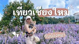 พาน้องหมาตะลุยเที่ยวเชียงใหม่ Chiangmai Trip 2022 เที่ยวดอย เดินทุ่งดอกไม้ ชมหมอก ไหว้พระขอพร