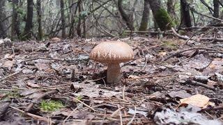 Где ещё искать подберезовики Leccinum scabrum? А в соснах