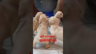 Labrador puppy sell lowest price #Labrador #puppy #puppies