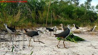 Sepertinya patung saya terlalu mengodasehingga jadi rebutan burung ini  jerat burung ruak ruak