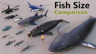 Fish Size Comparison  Smallest Fish  World Largest Fish  water animal  mammal size