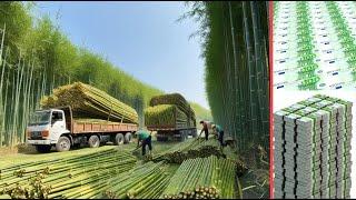 Bamboo Paper Production Process. How Are New 100€ Banknotes Made?