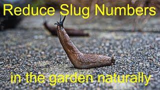 Reduce Slug Numbers in the garden Naturally