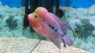 Flowerhorn