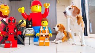 Animations in REAL LIFE vs Funny Dogs   LEGO Edition