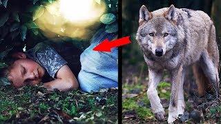 Wolf saved a boy who got lost in the forest