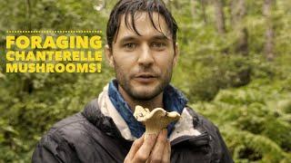 Finding and Foraging Chanterelle Mushrooms