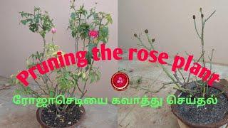 ரோஜா செடியை கவாத்து செய்வது எப்படி?How to prune the rose plant?