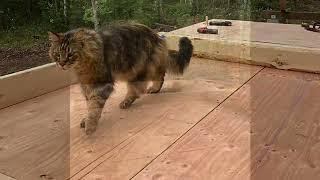 Building our winter cabin in Alaska 〜Subfloor②〜アラスカでの冬の山小屋づくり〜床②