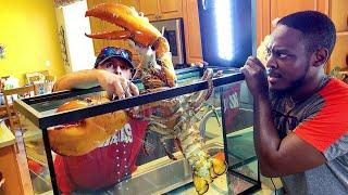 BUYING LIVE PET 15lb LOBSTER ONLINE *MASSIVE*