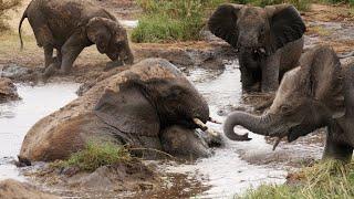 Clumsy Baby Elephants playing in the mud  Serengeti National Park