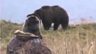 ОХОТА на МЕДВЕДЯ реальная охота Extreme Bear Hunting in Kodiac   Grizzly Bear Caccia allorso Chasse