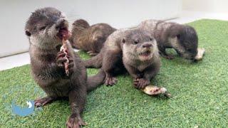 Otter Love Protect Your Fish from Mom