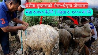 दशैमा मुस्ताङको भेडा-चेङ्ग्रा पोखरामा  Dashain Mustang Chengra  Himalayan Goat  Festival 2024