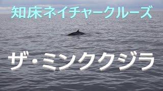 知床ネイチャークルーズ　エバーグリーン３８からSONY Handycam FDR-AX700でミンククジラを撮ってみた