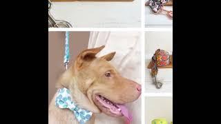 About dog collar and leash harness from Amaz Pet Supplies