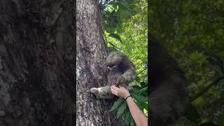 Reuniting a mom and baby 3 finger sloth