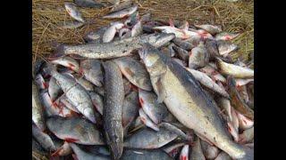 Супер рыбалка на хищника на вытеках и в корягах нижней Волги в Астраханской области 2022