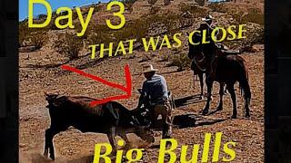 Day 3 Roping Big Wild Bulls