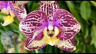 Приехали редчайшие орхидеи ... Тулон Пиниф Тоши Интрига Фабрики  Наранья ...