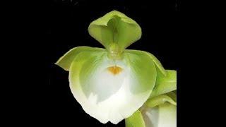 Пересадка JB1060 Catasetum pileatum Jumbo Green Gold