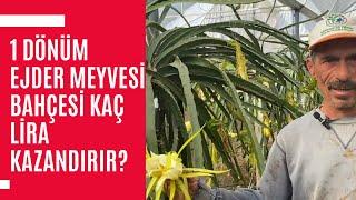 1 Dönüm Ejder Meyvesi Bahçesi Kaç Lira Kazandırır? - Ejder Meyvesi Yetiştiriciliği