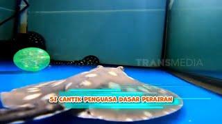 Si Cantik Penguasa Dasar Perairan  SI OTAN 060324